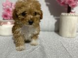 Maltipoo Şekerleri Yeni Yuvasını Arıyor