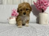Maltipoo Şekerleri Yeni Yuvasını Arıyor