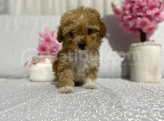 Maltipoo Şekerleri Yeni Yuvasını Arıyor görsel