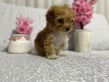 Maltipoo Şekerleri Yeni Yuvasını Arıyor