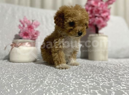 Maltipoo Şekerleri Yeni Yuvasını Arıyor görsel