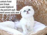 Özel Kedi Serisi Safkan Yavrularım
