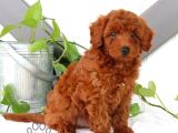 Mini boy puppy kıpkırmızı Red TOOY POODLE 
