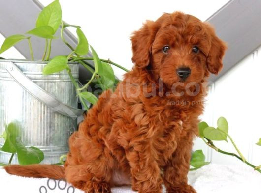 Mini Boy Puppy Kıpkırmızı Red Tooy Poodle 
