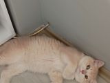 British Shorthair Cy12 Erkek