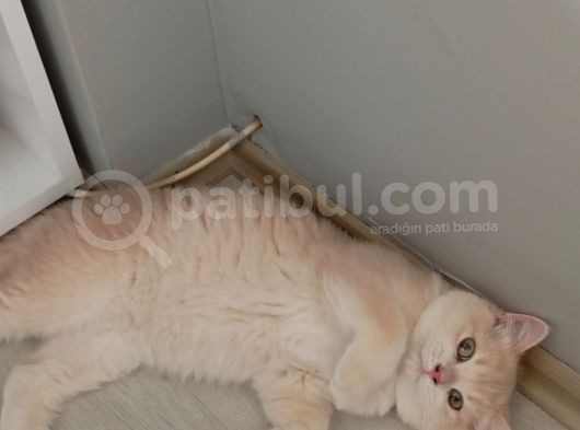 British Shorthair Cy12 Erkek görsel
