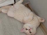 British Shorthair Cy12 Erkek