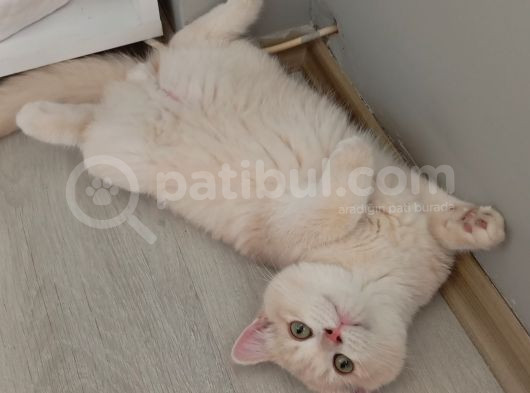 British Shorthair Cy12 Erkek görsel