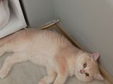 British Shorthair Cy12 Erkek