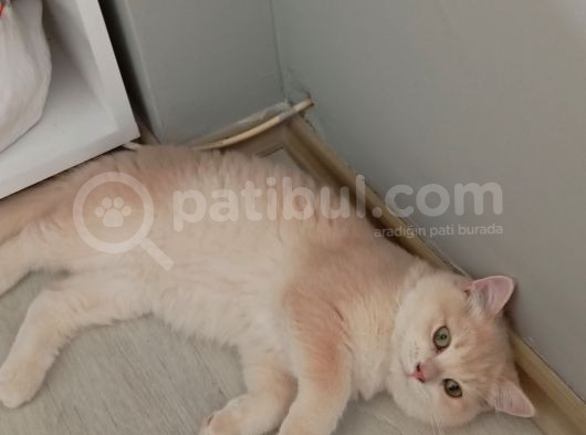 British Shorthair Cy12 Erkek görsel