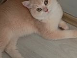 British Shorthair Cy12 Erkek