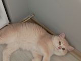 British shorthair cy12 erkek