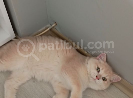 British Shorthair Cy12 Erkek