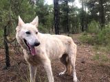Eği̇ti̇mli̇ Beyaz Alman Kurdu Çi̇ft