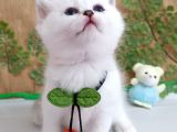 Safkan Bri̇ti̇sh Yavrular İnstagram Aybukevepamuk