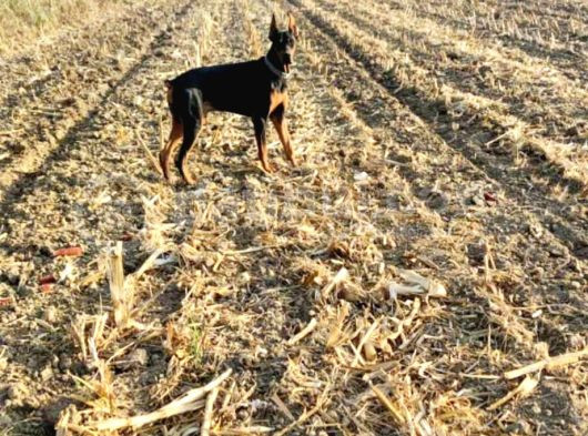 Son Dişi King Doberman görsel