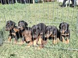 Son Dişi King Doberman