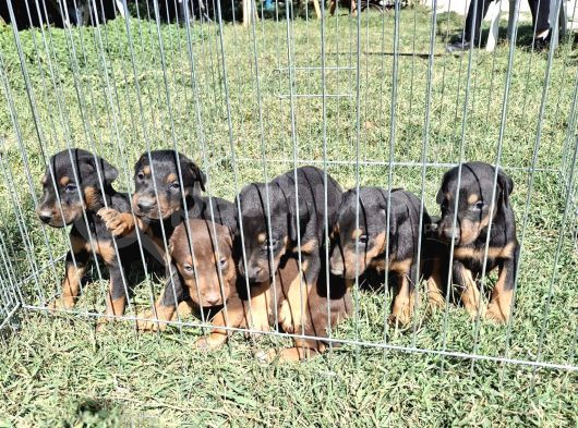 Son Dişi King Doberman görsel