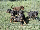 Son Dişi King Doberman
