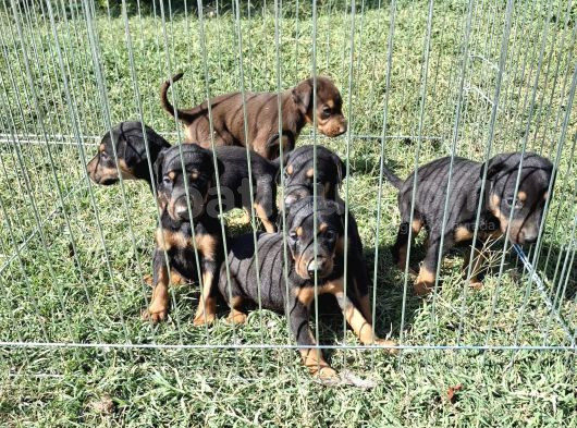 Son Dişi King Doberman görsel