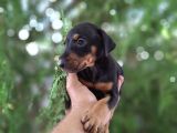 Son dişi king doberman