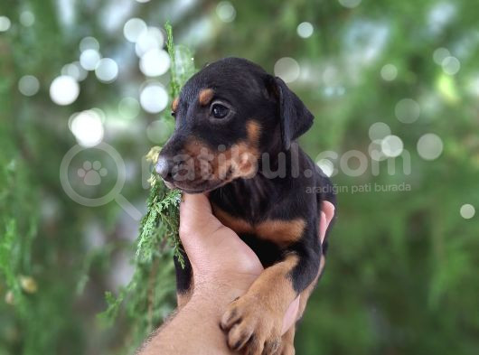 Son Dişi King Doberman