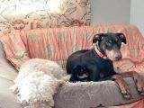 Doberman X Doodle Mix Yavrular