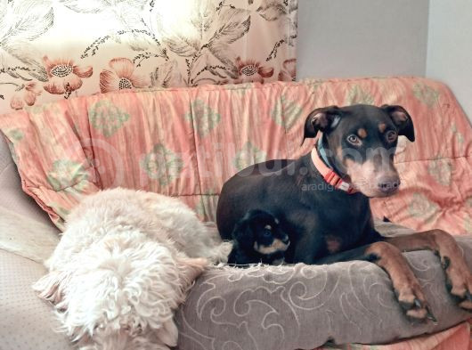 Doberman X Doodle Mix Yavrular görsel