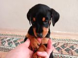 Doberman x doodle mix yavrular