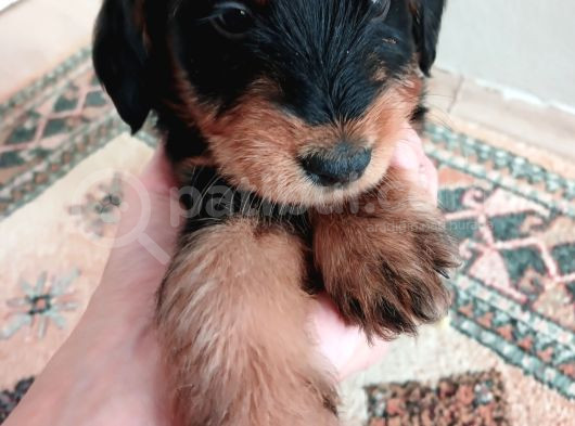 Doberman X Doodle Mix Yavrular görsel