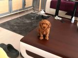 Toy poodle mini çocuk