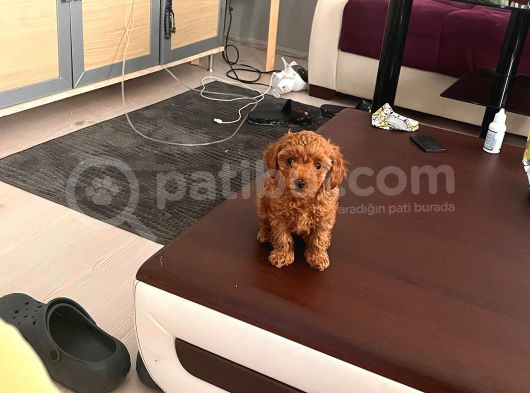 Toy Poodle Mini Çocuk