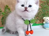 SAFKAN BRİTİSH YAVRULAR İNSTAGRAM aybukevepamuk