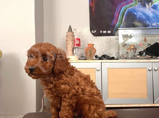 Toy Poodle Mini Çocuk görsel