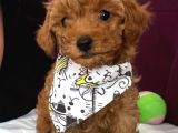 Toy Poodle Mini Çocuk