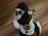 4 Aylık Shihtzu Eğitimli Yavrumuz -Mama Tasma Verilecektir