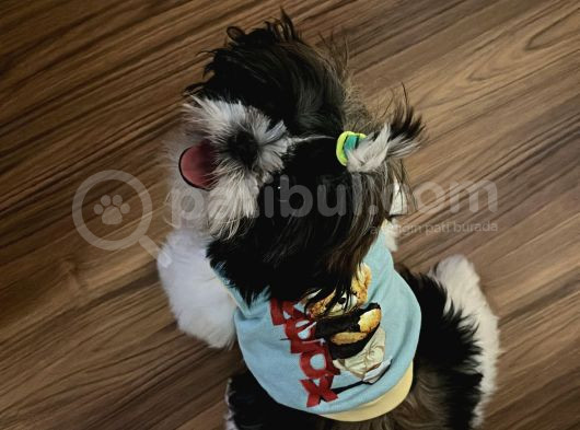 4 Aylık Shihtzu Eğitimli Yavrumuz -Mama Tasma Verilecektir görsel