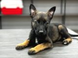 Dik Kulak A Kalite Belçika Malinois Kurdu Yavrular