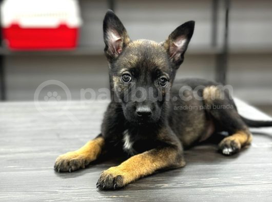 Dik Kulak A Kalite Belçika Malinois Kurdu Yavrular görsel