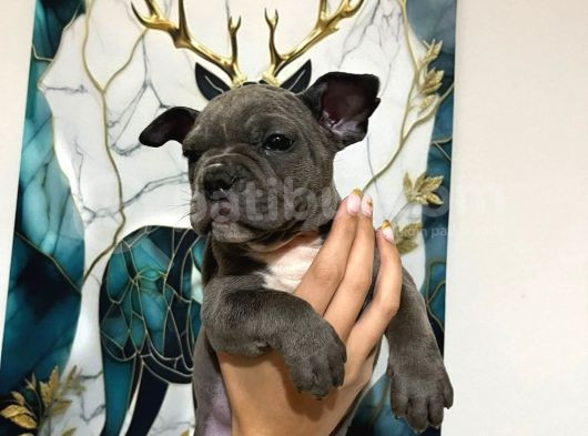 Abkc Scrli̇ Irk Garanti̇li̇ Ameri̇kan Bully Exoti̇c görsel