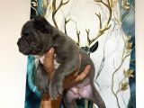 ABKC SCRLİ IRK GARANTİLİ AMERİKAN BULLY EXOTİC