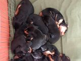 Doberman X Doodle Mix Yavrular