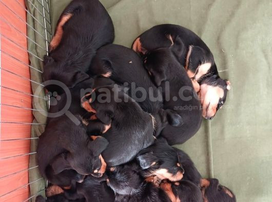Doberman X Doodle Mix Yavrular görsel