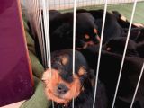 Doberman X Doodle Mix Yavrular