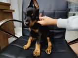 Safkan Klasik Doberman Yavrularımız