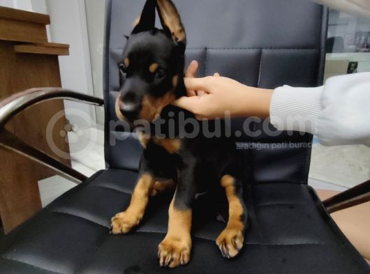 Safkan Klasik Doberman Yavrularımız görsel