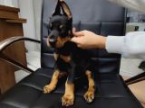 Safkan Klasik Doberman Yavrularımız