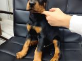 Safkan Klasik Doberman Yavrularımız