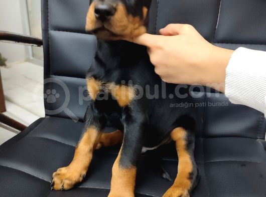 Safkan Klasik Doberman Yavrularımız görsel