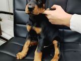 Safkan Klasik Doberman Yavrularımız